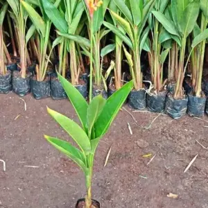 Jual Pohon Pisang Bali (Heliconia Collinsiana) Pisang Karibay Betet
