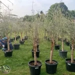 Jual Pohon Zaitun 1 Meter