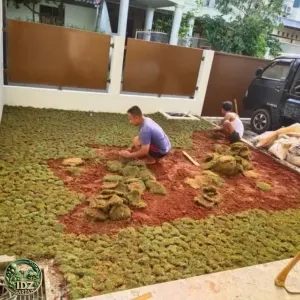 Foto hasil kerja Pemasangan rumput gajah mini — jasa pembuatan taman