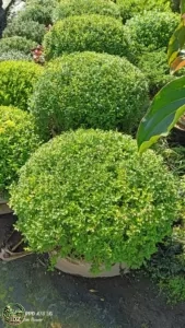 Jual Boxwood Besar Harga Mulai Rp.500.000an