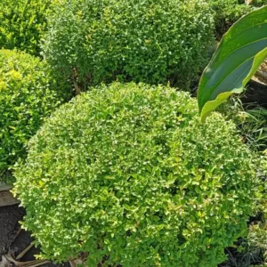 Jual Boxwood Besar Harga Mulai Rp.500.000an