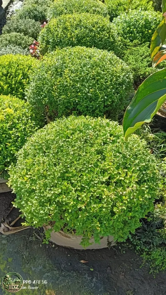 Jual Pohon Boxwood